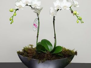 Orchid Bowl