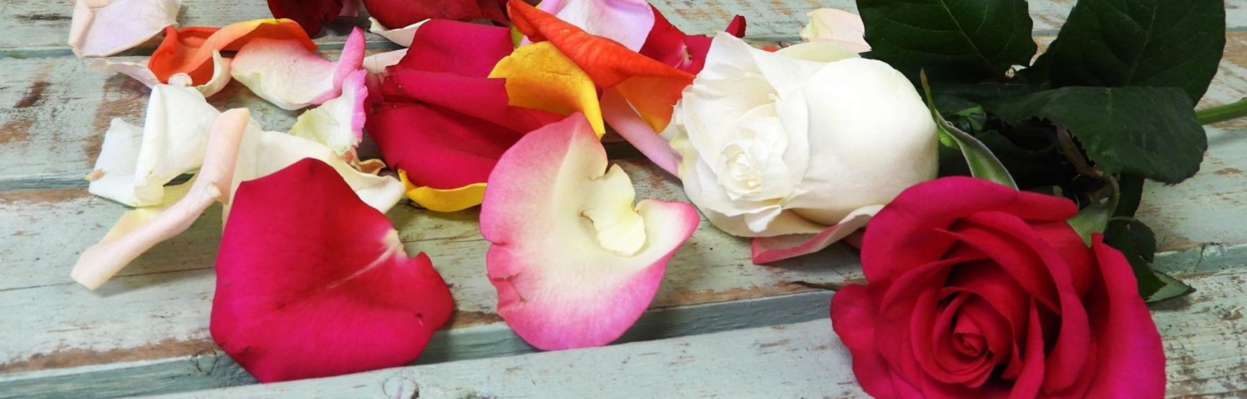 Rose-Petals-1-2500x800_c-min